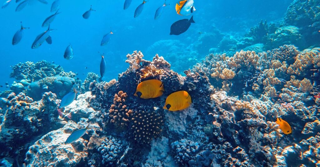 climate change affecting coral reefs