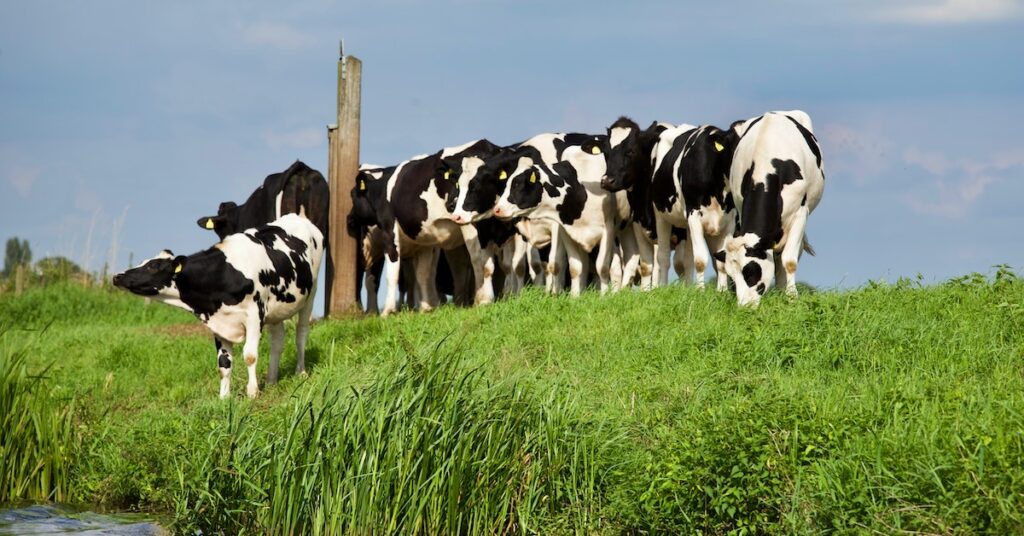 methane emissions from cattle